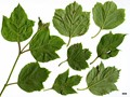 SpeciesSub: var. calvescens